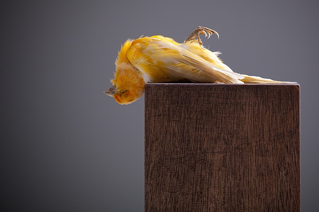 Sculpture of Taxidermy by Karley Feaver