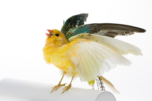 Photo of taxidermy by Karley Feaver