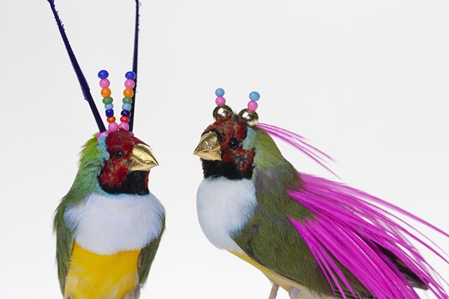 Taxidermy Art by Karley Feaver