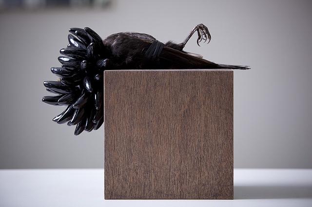 Sculpture of Taxidermy by Karley Feaver