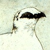 Ptarmigan