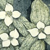 Dogwood Flowers