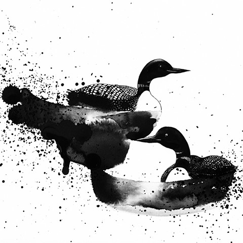 King of Birds - Common Loon