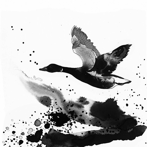 King of Birds - Brent Goose