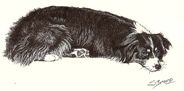 pet portrait, australian shepherd, ink, drawing, pen and ink pet portrait 