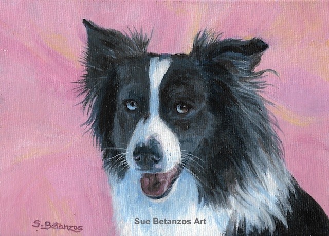 Border Collie pet portrait, Border Collie rescue, Border Collie art, Sue Betanzos, pet portrait, dog portrait