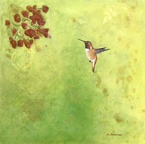 Rufous hummingbird, Sue Betanzos, garden birds, hummingbirds, hummingbird painting, Sue Betanzos, designs, wildlife painting, bird painting