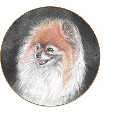 Pomeranian pet portrait, custom pet portrait, Pomeranian rescue, dog portrait, Sue Betanzos, dog portrait art, colored pencil dog portrait, animal art, sue Betanzos, dog art