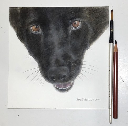 Sue Betanzos, pet portrait, rescue dog portrait, acrylic pet portrait, black dog portrait, pet portrait artist