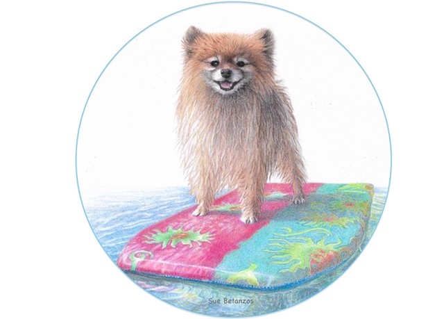 Dogs, Pomeranian, Pet Portrait, sue betanzos, colored pencil, animal art, dog portrait, dog lover, pet lover, dog art, pet art