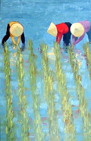 Rice Field Vietnam