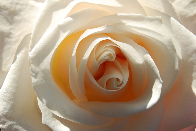 'Wedding Rose'