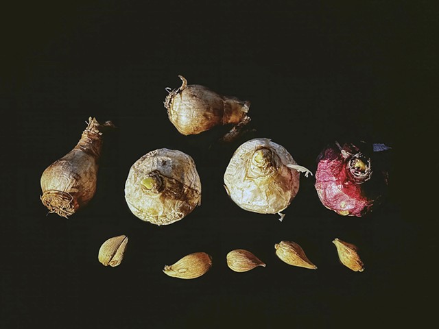 Various bulbs for planting in the spring.