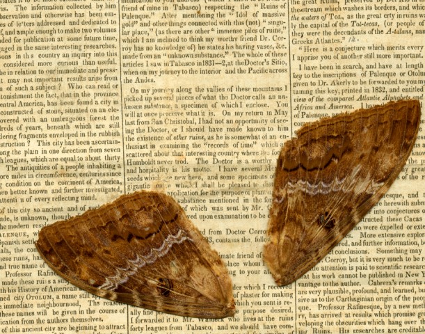 Infestation - Moth Wings