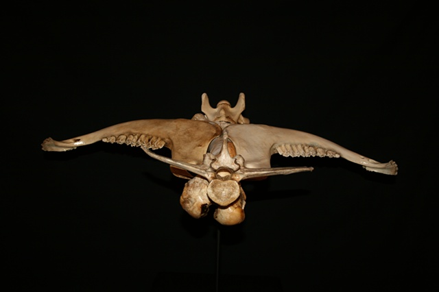 This is a modern contemporary mixed media sculpture of an anhedral wingspan  by Denis A. Yanashot