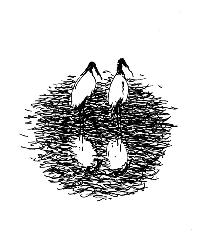 Pair of wood storks