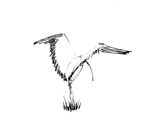Wood stork spreading wings 