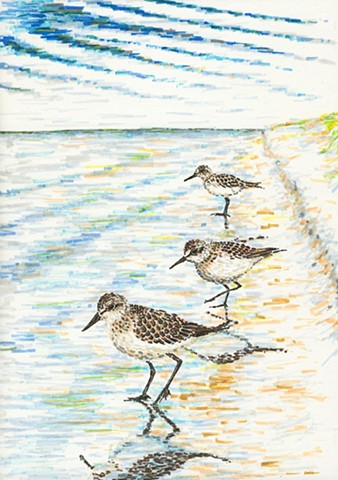 Sand pipers on the beach 