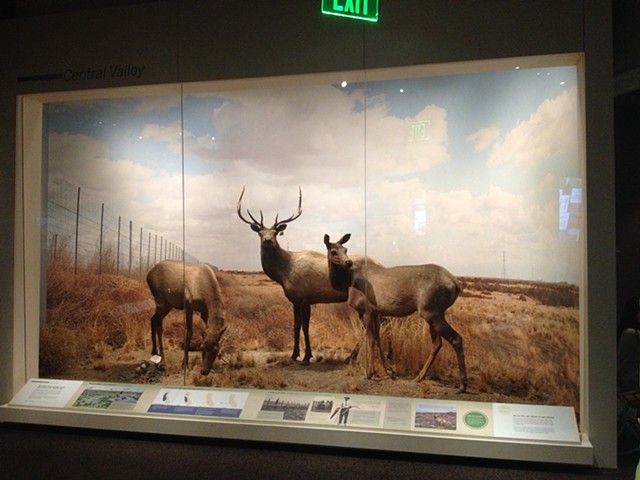 completed exhibit
Tule Elk exhibit and permanent case construction, 
Oakland Museum of California, Oakland CA
Natural History dept.