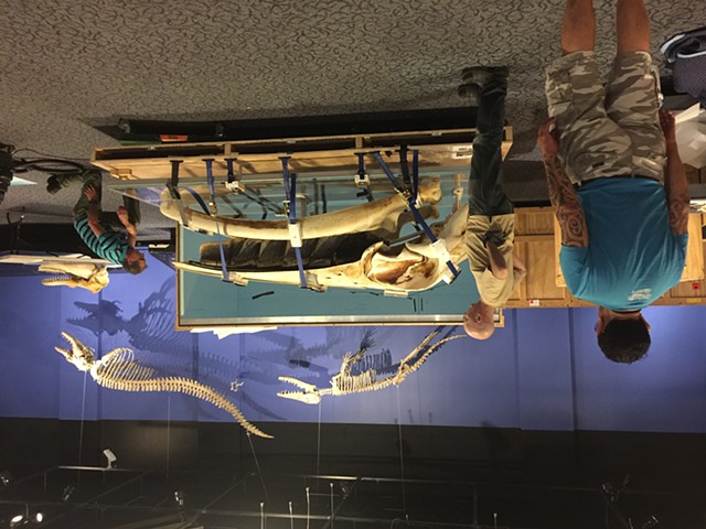 lead installer, 'Whales Giants of the Deep' by Te Papa Museum of New Zealand touring exhibits (I toured with this exhibit to three US cities)