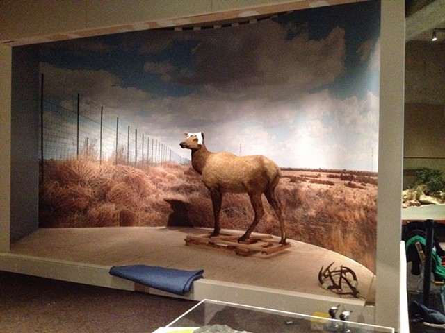 progress photo
Tule Elk exhibit and permanent case construction, 
Oakland Museum of California, Oakland CA
Natural History dept.