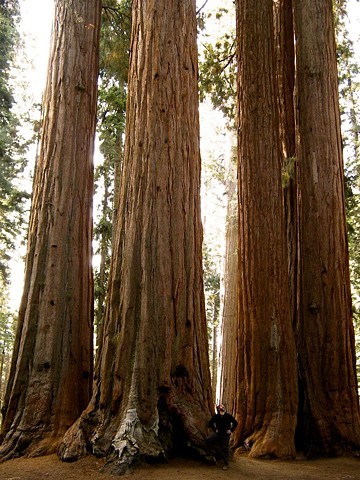 the worlds largest trees
Sequoia National Park, CA