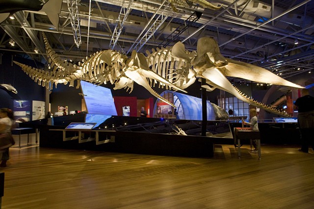 lead installer, 'Whales Giants of the Deep' by Te Papa Museum of New Zealand touring exhibits (I toured with this exhibit to three US cities)
(photo c/o Te Papa Museum website)