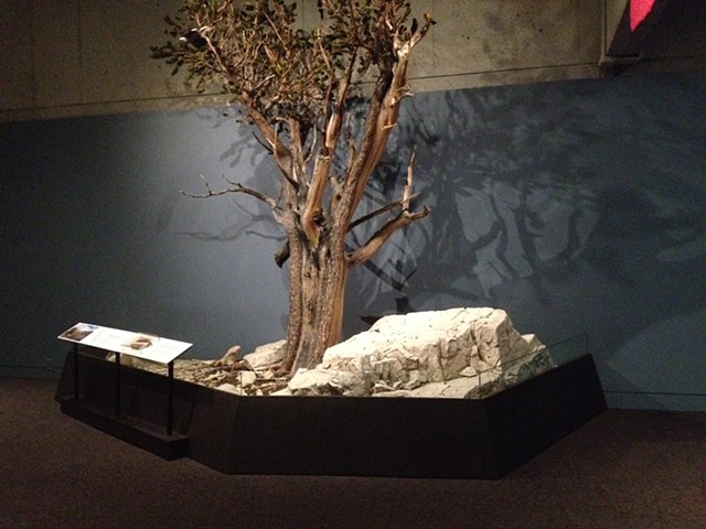 progress photo
Ancient Bristlecone Tree exhibit and permanent case construction, 
Oakland Museum of California, Oakland CA
Natural History dept.
