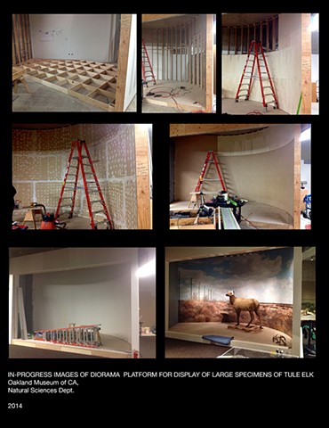 Tule elk Exhibit progress, Oakland Museum