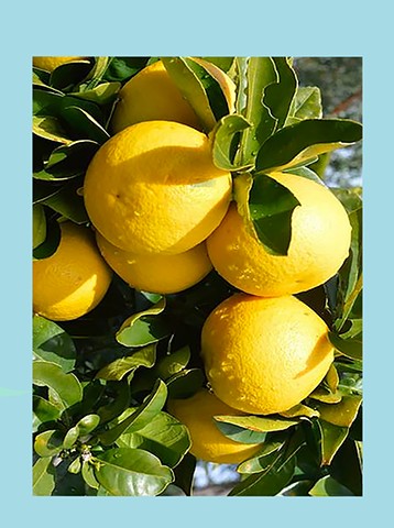 The Weight of Flesh, Whether Salty or Sweet