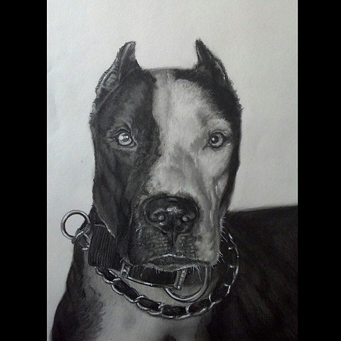 All Rights Reserved By Shauna Fujikawa Hope Tattoos and Art - Mr.Cholo My Pit Bull