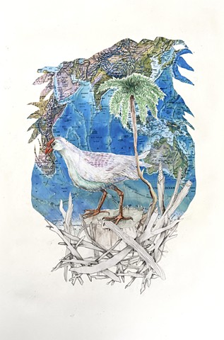 White Swamphen