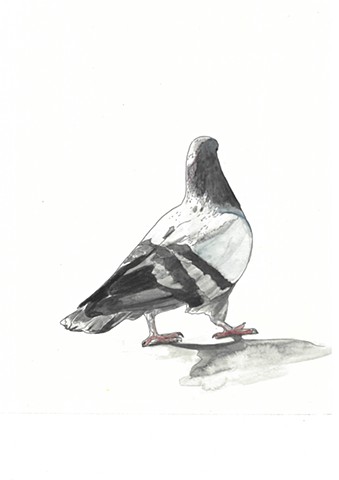 Pigeon