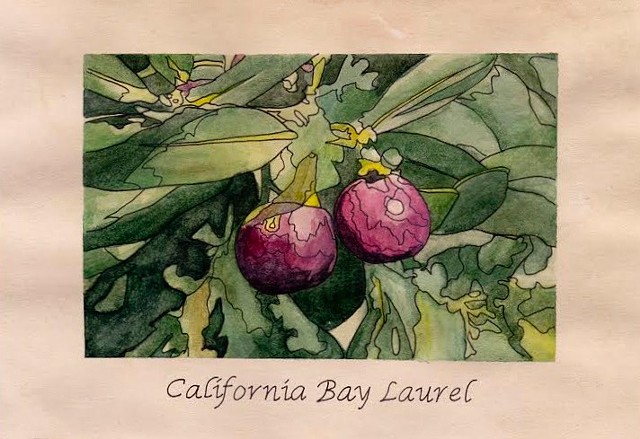 California Bay Laurel, 2015, watercolor, archival ink,4”x6”