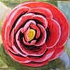 Camellia: Spring
