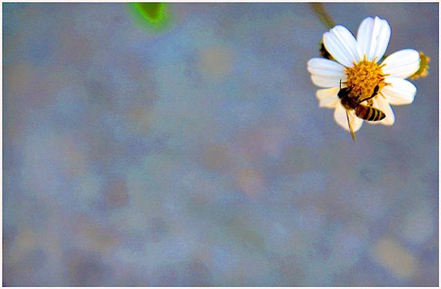 daisy, flower, bee, bumble bee, bee and flower, Crystal Shelton, Crystal Shelton Photography