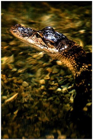 Gator, New Orleans, Crystal Shelton, Crystal Shelton Photography, Alligator, Louisiana, Bayou animals