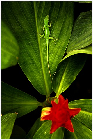 Lizard, New Orleans Botanical Garden, Green, Plants, Lizards, Crystal Shelton, Crystal Shelton Photography
