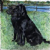 Two Black Labs