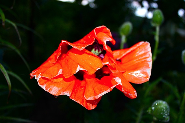 poppy flower, art margaux, maggie wolszczan, nature photography