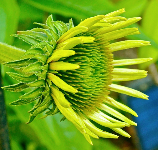 echinacea, art margaux, nature photography, maggie wolszczan, flowers