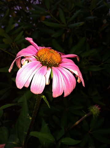 Echinacea, garden flowers, art margaux, maggie wolszczan, nature photography