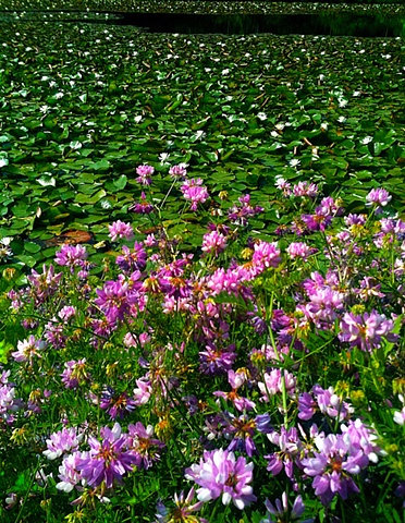 lily pads, flowers, art margaux, maggie wolszczan, nature photography