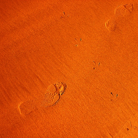 Birds and Footprints