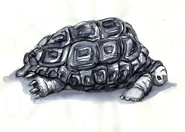 Tortoise