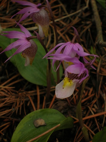 Fairy Slipper Orchids in Wyoming
