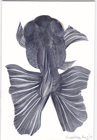 Blackgoldfish