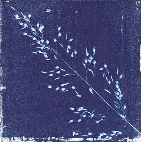 small cyanotype of local plant life