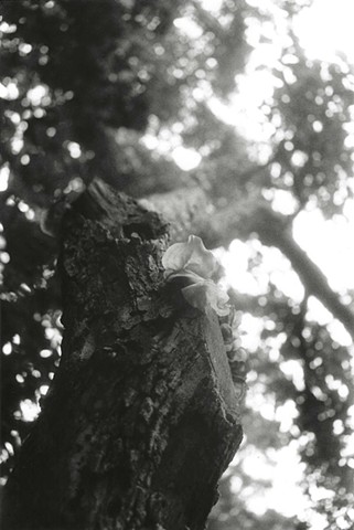 Fungal Tree