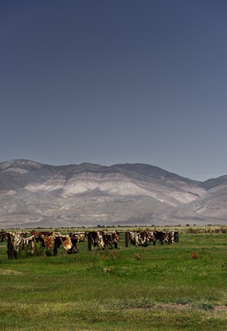 Happy Cows Die In California